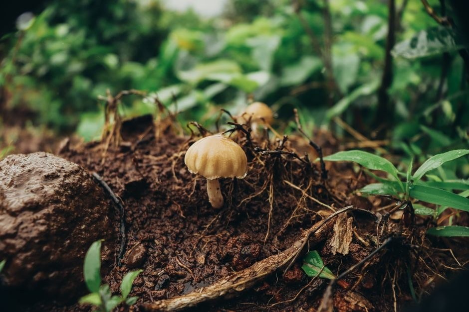 Small mushrooms growing on a woodland log